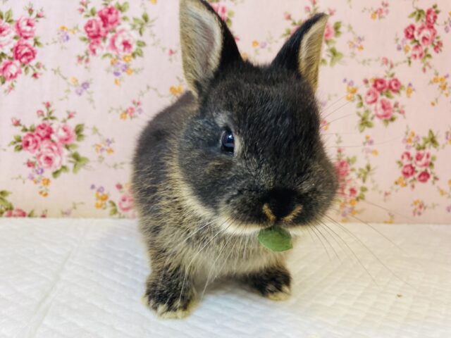 ネザーランドドワーフ