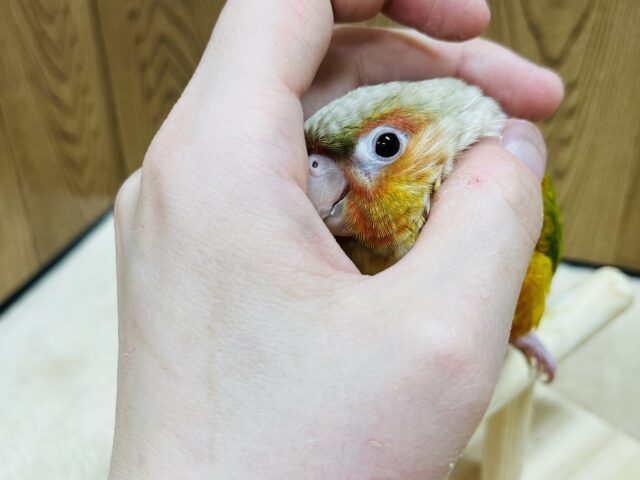 ホオミドリウロコインコ