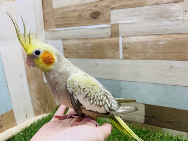 オカメインコ