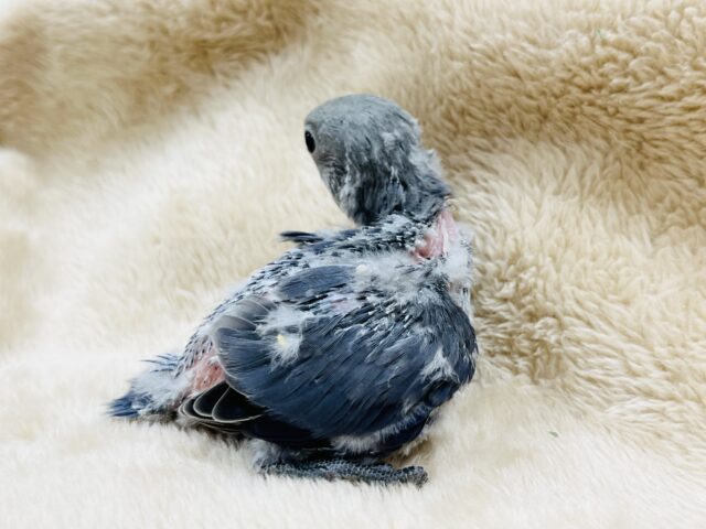 コザクラインコ（小桜インコ）