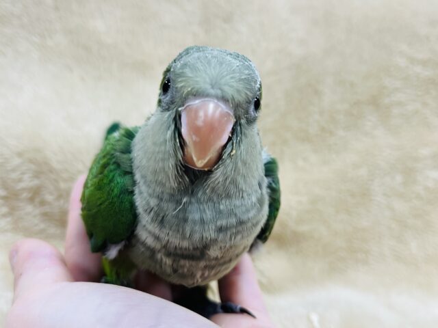 【最新動画更新🪄】いっぱい食べる君が好き♫オキナインコ(グリーン)ヒナ オキナインコ