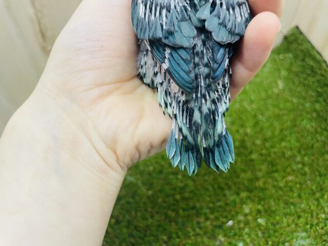 サザナミインコ