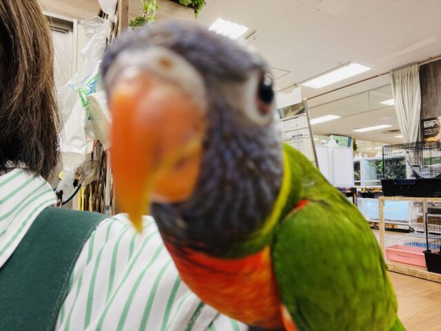 ゴシキセイガイインコ