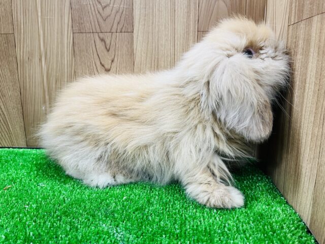 アメリカンファジーロップ