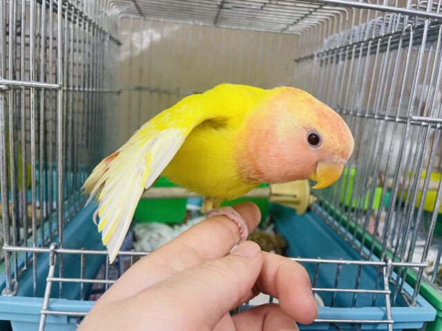 コザクラインコ（小桜インコ）
