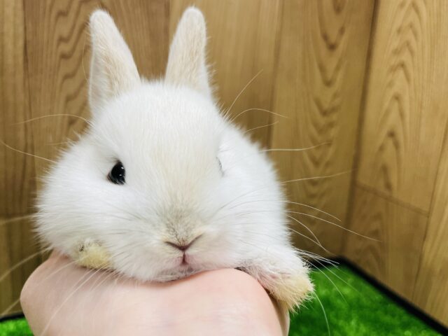 ドワーフラビット