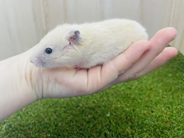 ゴールデンハムスター