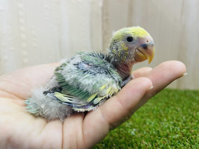 コザクラインコ（小桜インコ）