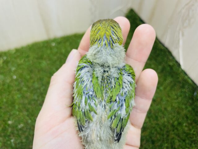 キエリボタンインコ