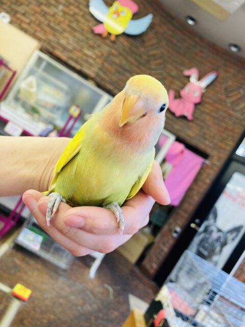 コザクラインコ（小桜インコ）