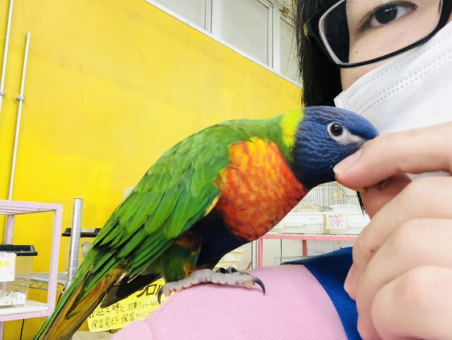 ゴシキセイガイインコ