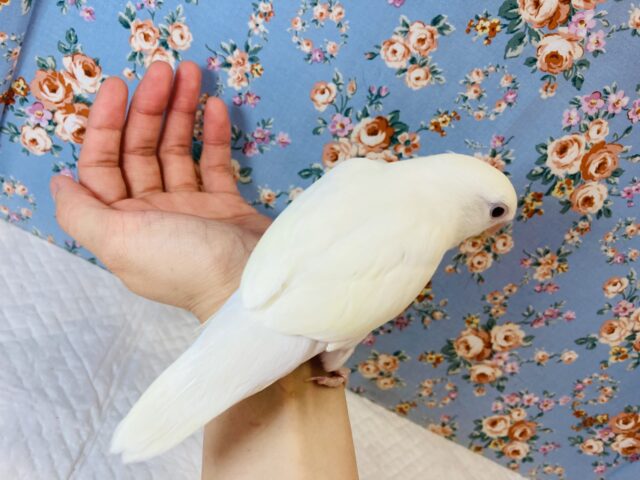コザクラインコ（小桜インコ）
