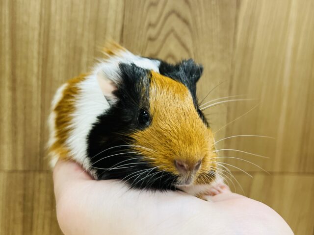 イングリッシュモルモット