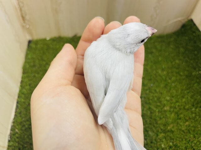 シルバー文鳥
