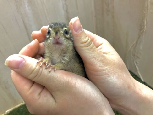 シマリス（ノーマル）