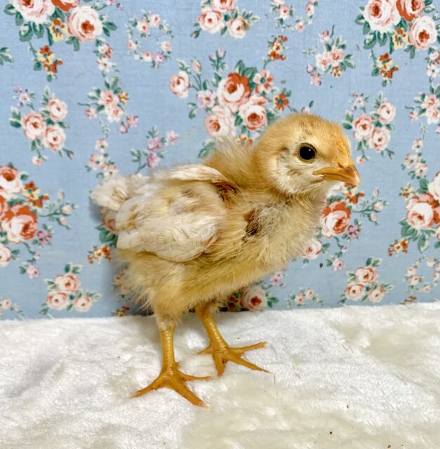 ボリスブラウン