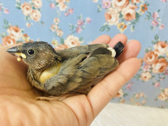 桜文鳥 / 白文鳥