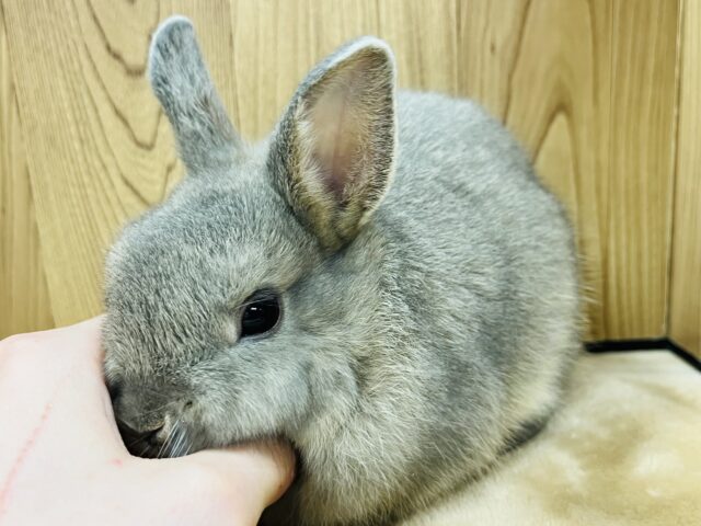 ネザーランドドワーフ