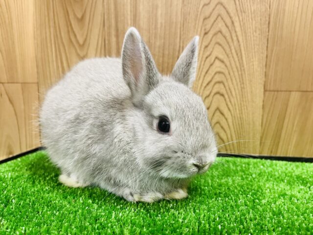 ネザーランドドワーフ