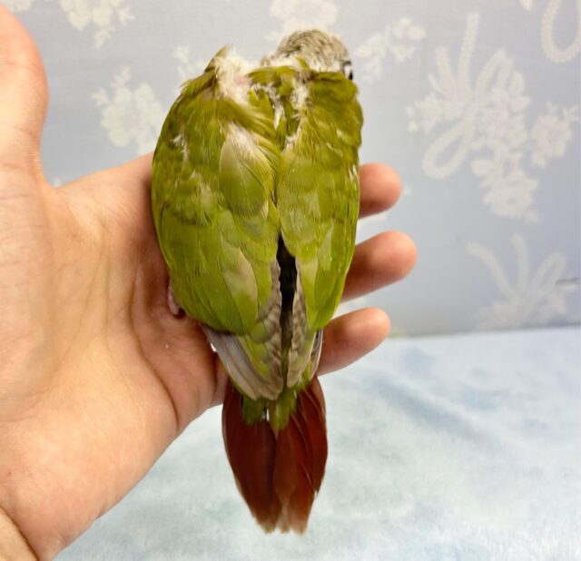 ホオミドリウロコインコ