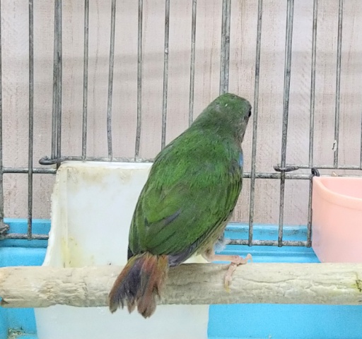 チモールセイコウチョウ