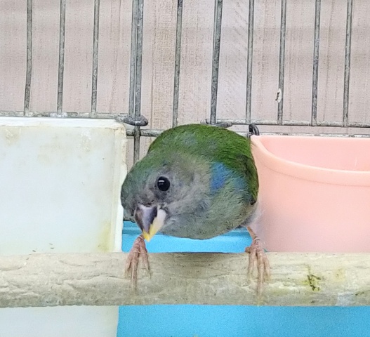 チモールセイコウチョウ