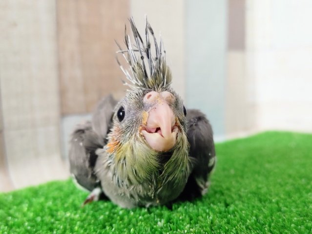 オカメインコ