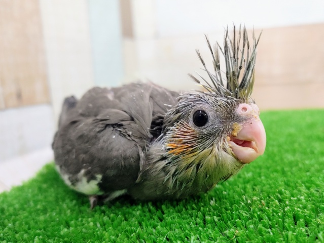 オカメインコ
