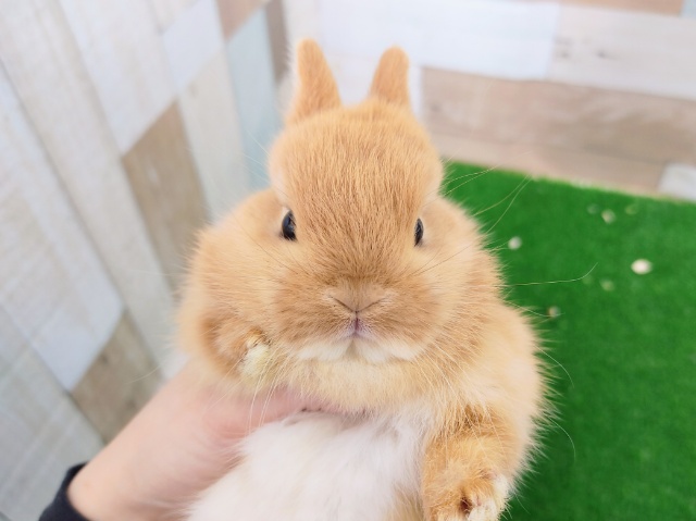 ネザーランドドワーフ