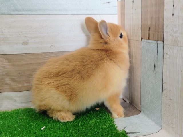 ネザーランドドワーフ