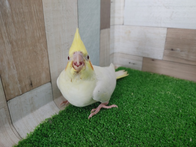 オカメインコ
