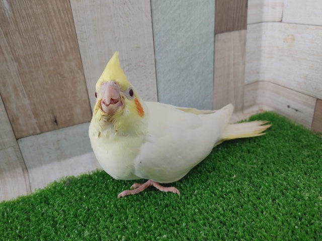 オカメインコ
