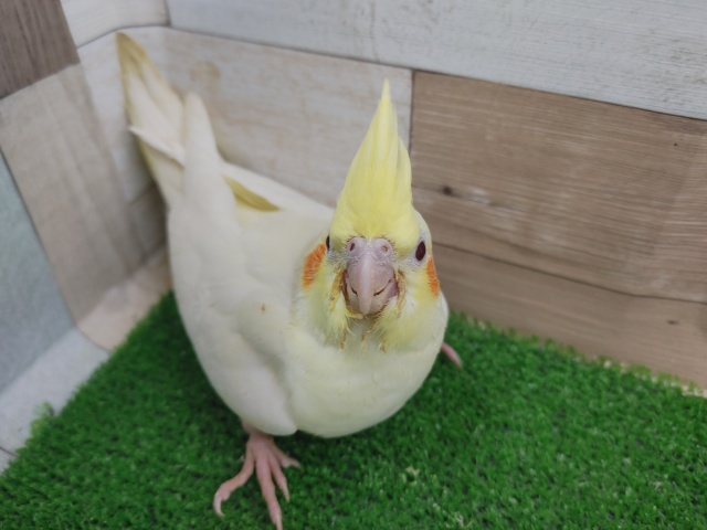 オカメインコ