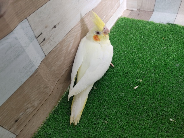 オカメインコ