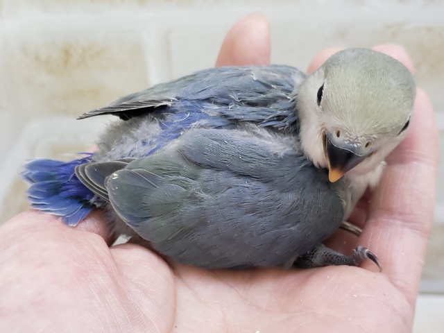 コザクラインコ（小桜インコ）