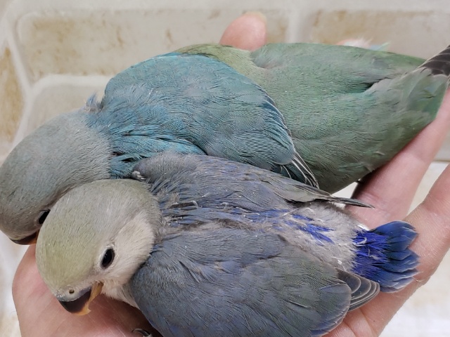 コザクラインコ（小桜インコ）