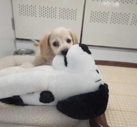 ミニチュアダックス