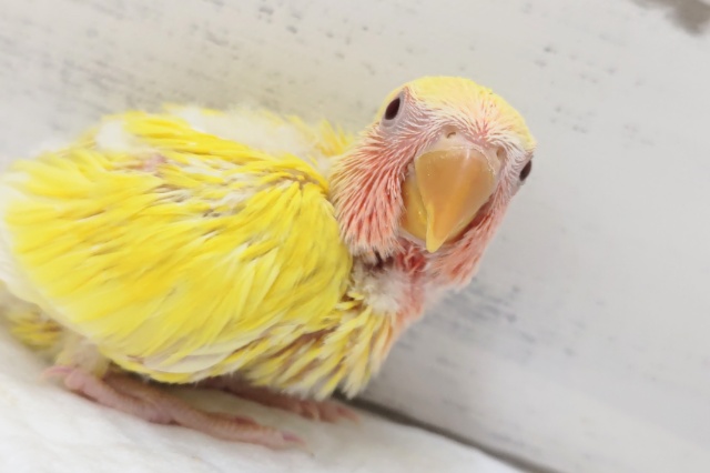 コザクラインコ（小桜インコ）