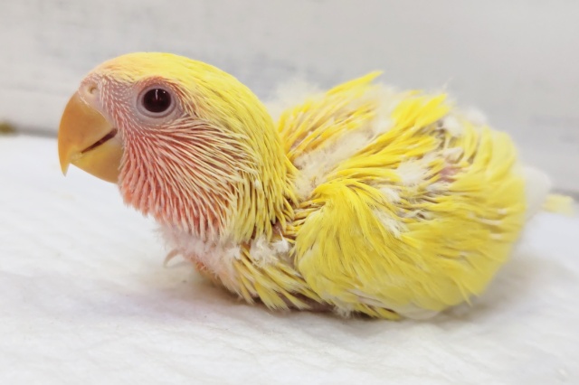 コザクラインコ（小桜インコ）