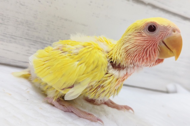 コザクラインコ（小桜インコ）