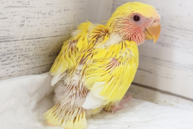 コザクラインコ（小桜インコ）