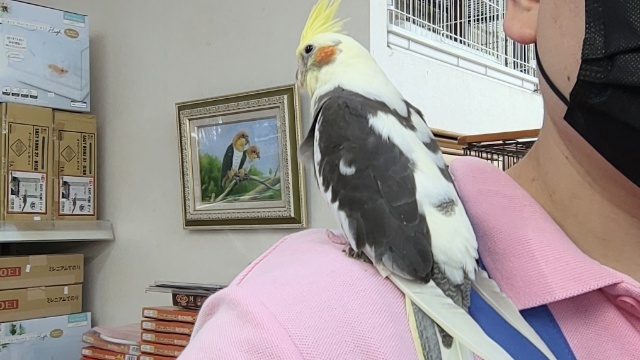 オカメインコ