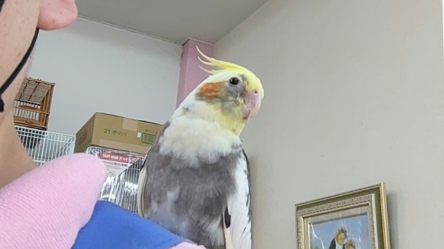オカメインコ