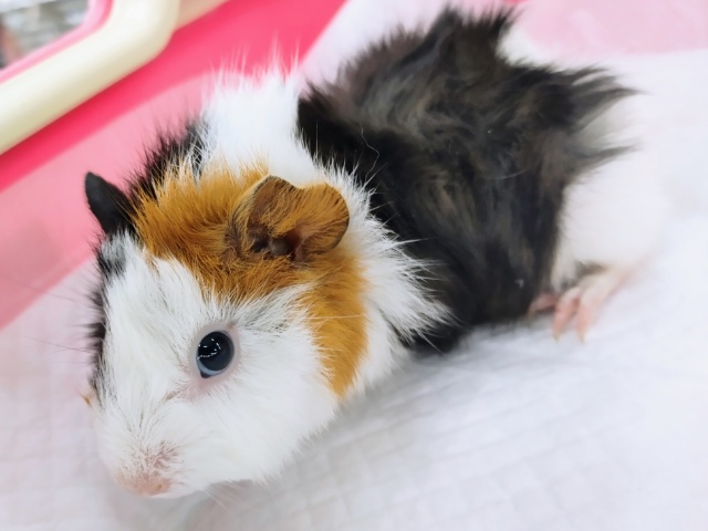 アビシニアンモルモット