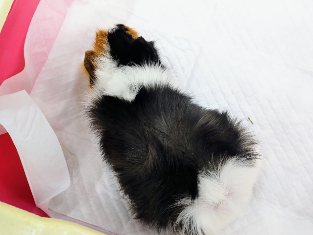 アビシニアンモルモット