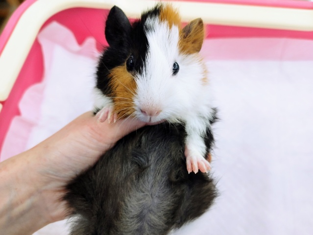 アビシニアンモルモット