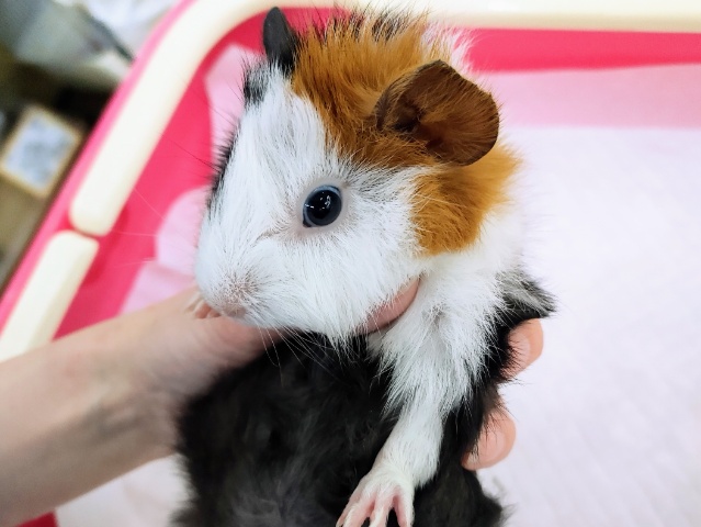 アビシニアンモルモット