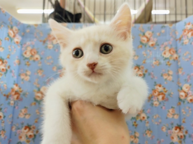 スコティッシュフォールド