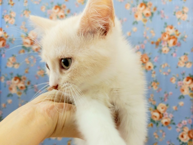 スコティッシュフォールド