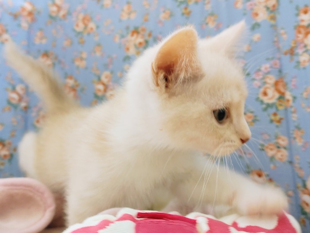 スコティッシュフォールド